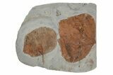 Two Fossil Leaves (Zizyphoides) - Montana #215521-1
